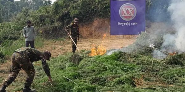 দুই একর জমিতে গোপনে গাঁজা চাষ, আগুনে পুড়িয়ে ধ্বংস